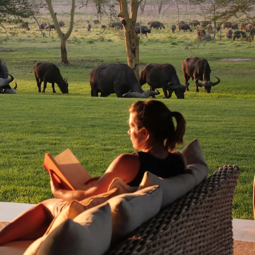 Guest relaxing on deck overlooking grazing cattle herd, Sirikoi, Laikipia Highlands, Kenya