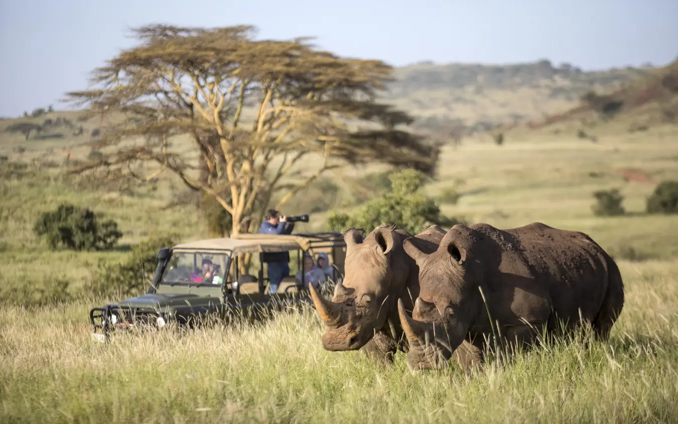 Rhinos in grassland with safari vehicle and acacia tree, Sirikoi, Laikipia Highlands, Kenya