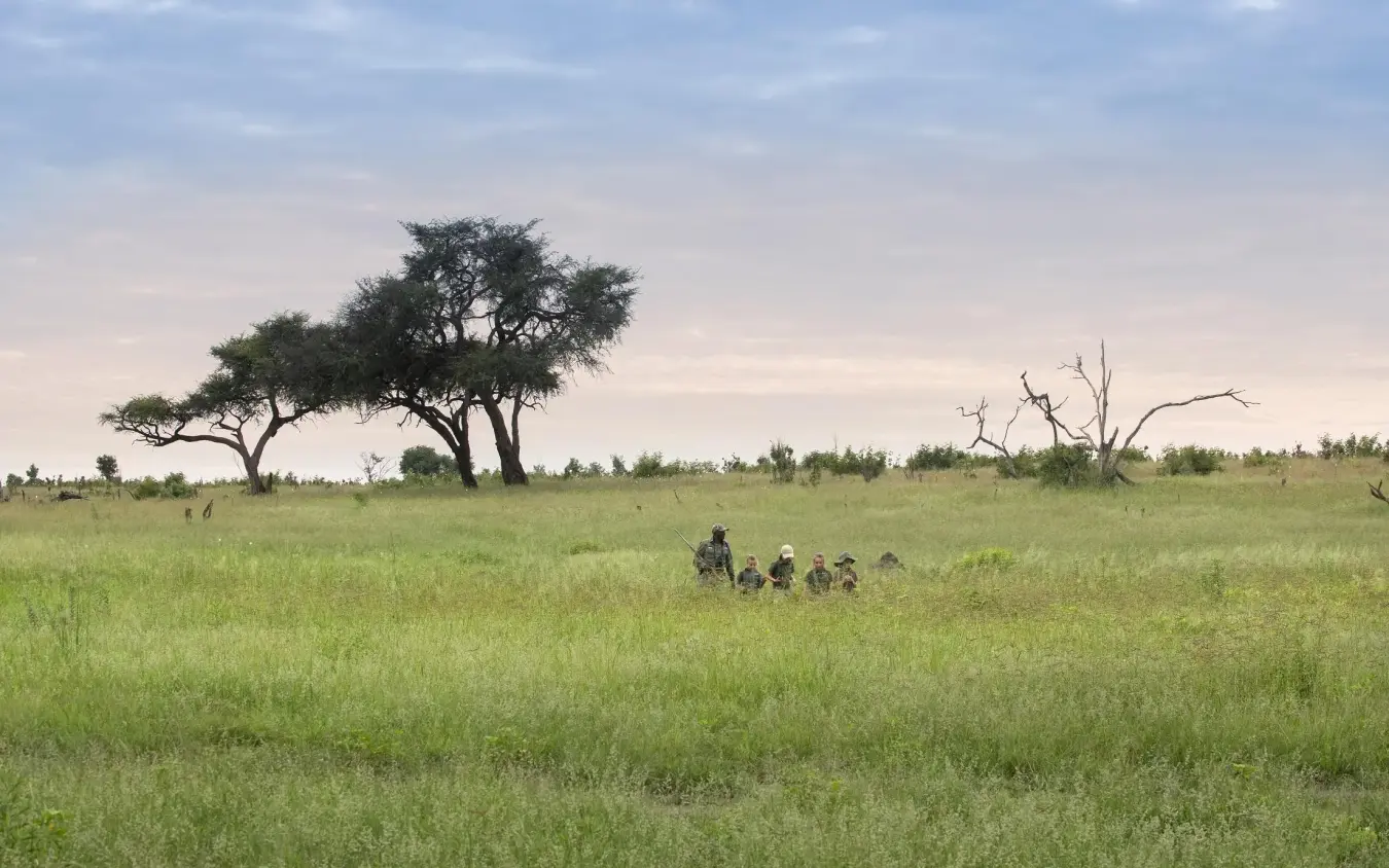 Walking safari group crossing vast green savanna landscape, Somalisa Acacia, Hwange National Park, Zimbabwe