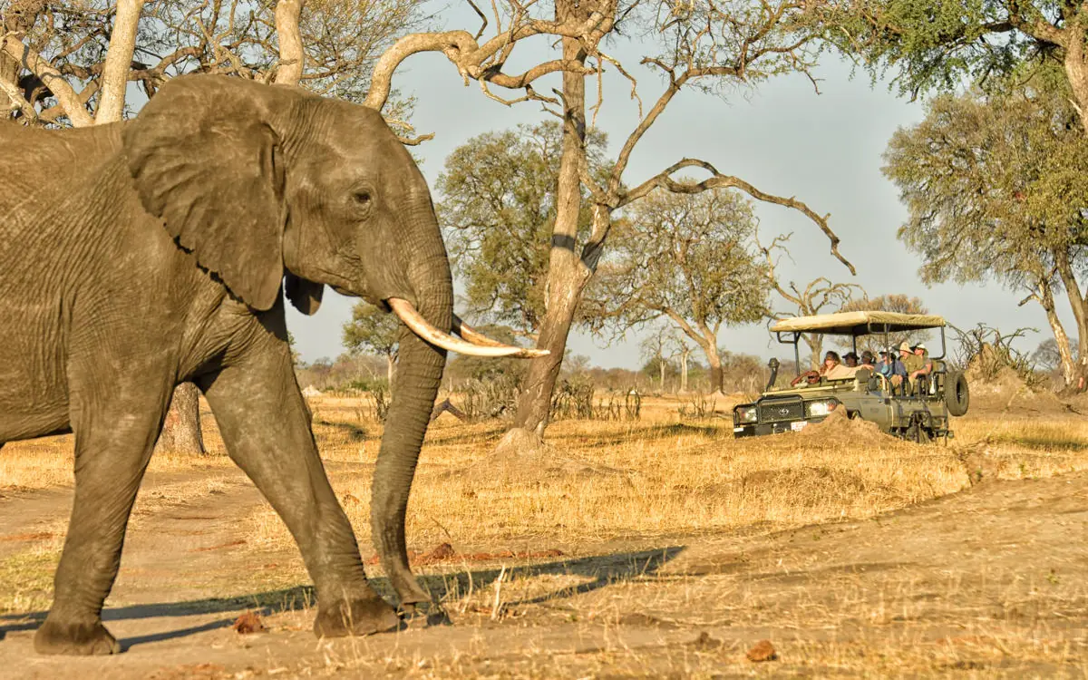 African elephant walking past safari vehicle under acacia trees, Somalisa Acacia, Hwange National Park, Zimbabwe