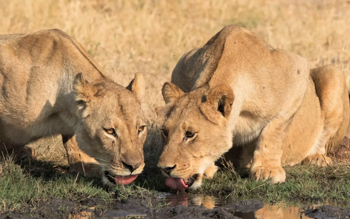 Three lionesses drinking together from a water hole, Somalisa Acacia, Hwange National Park, Zimbabwe