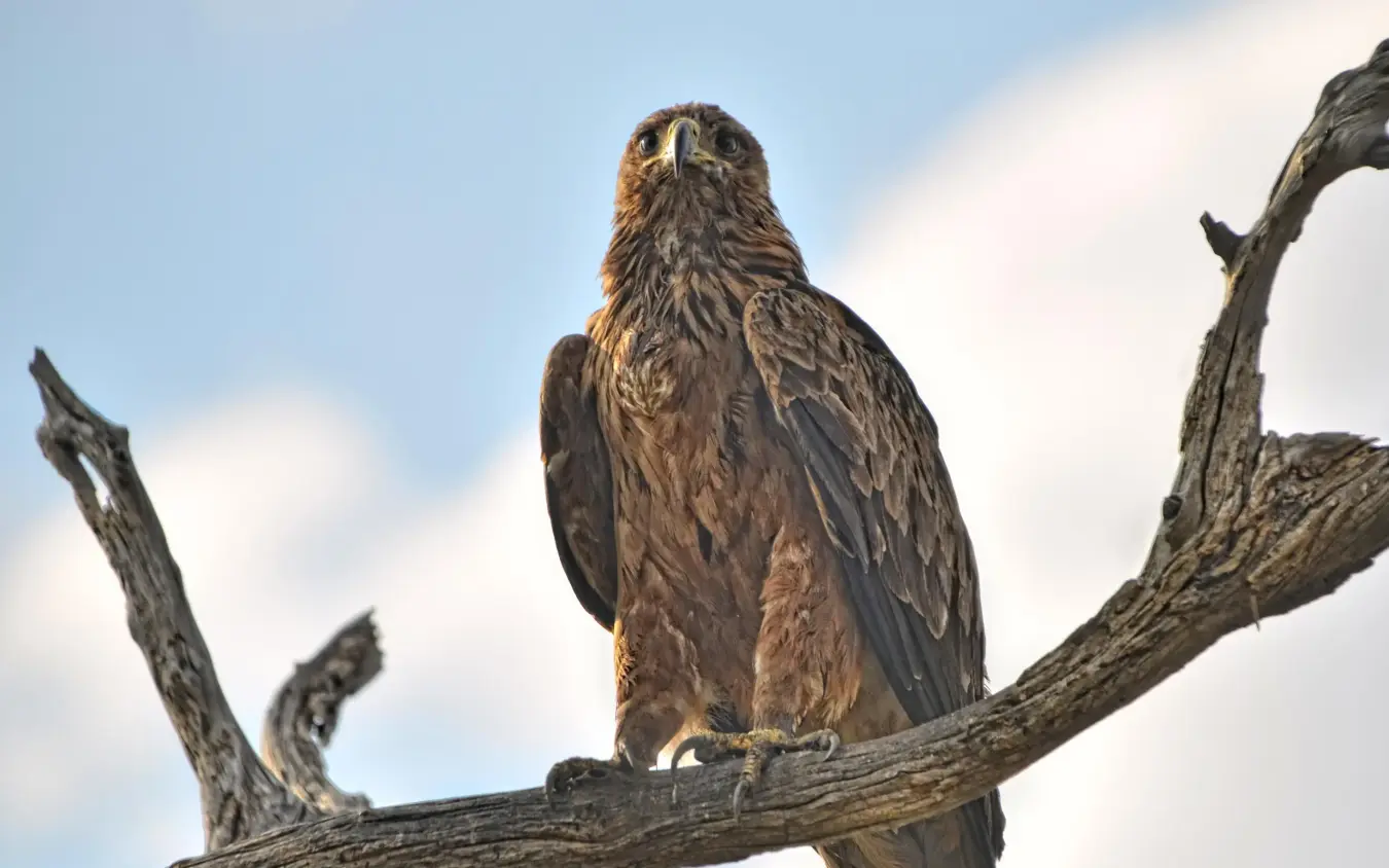 Bird of prey perched on gnarled tree branch, Somalisa Acacia, Hwange National Park, Zimbabwe