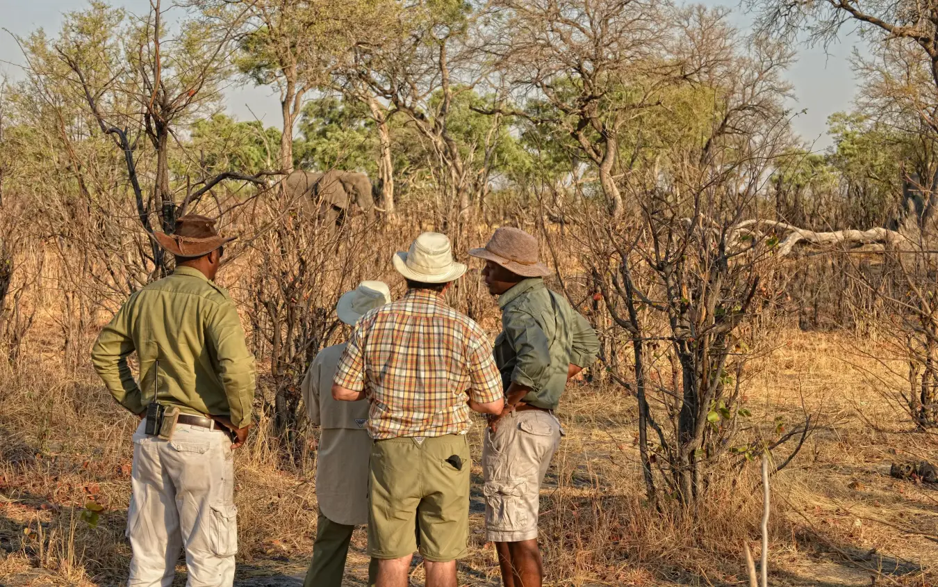 Guides leading game walk through woodland savanna landscape, Somalisa Camp, Hwange National Park, Zimbabwe
