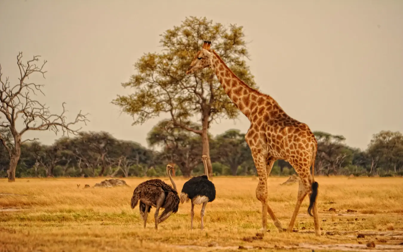 Giraffe and ostriches grazing in golden savanna landscape, Somalisa Camp, Hwange National Park, Zimbabwe