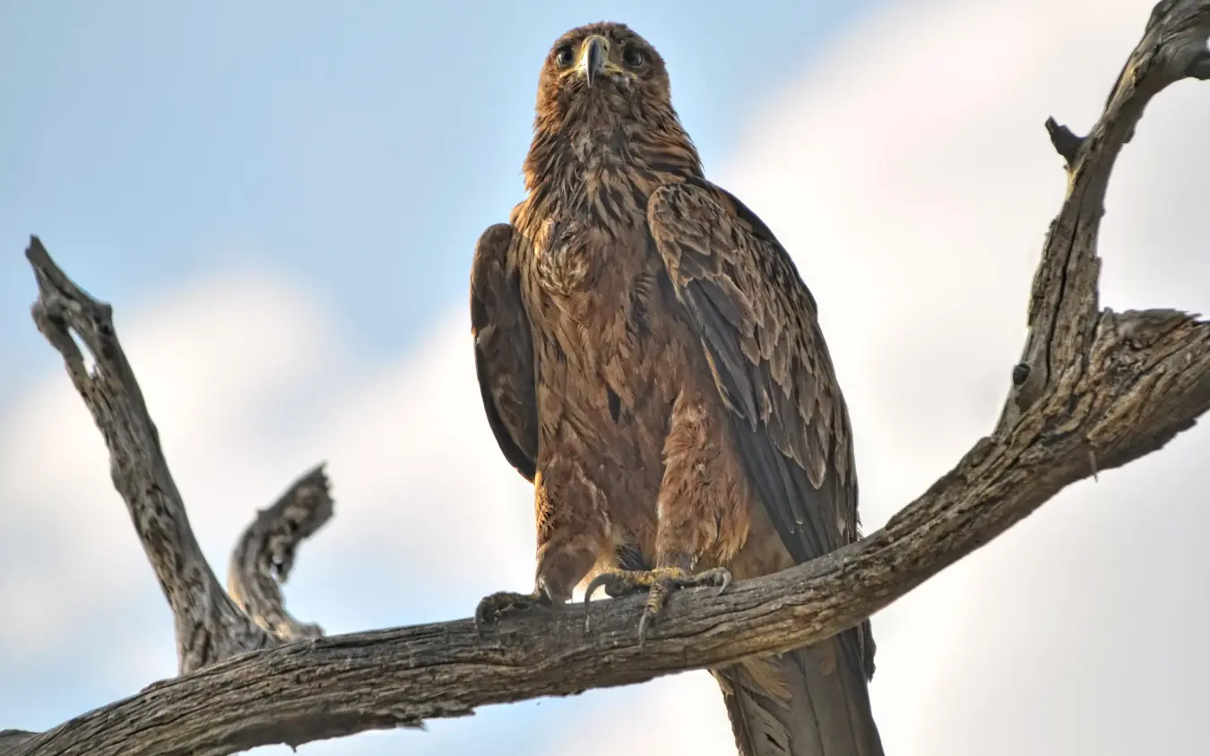 Eagle perched on bare branch against cloudy sky, Somalisa Camp, Hwange National Park, Zimbabwe