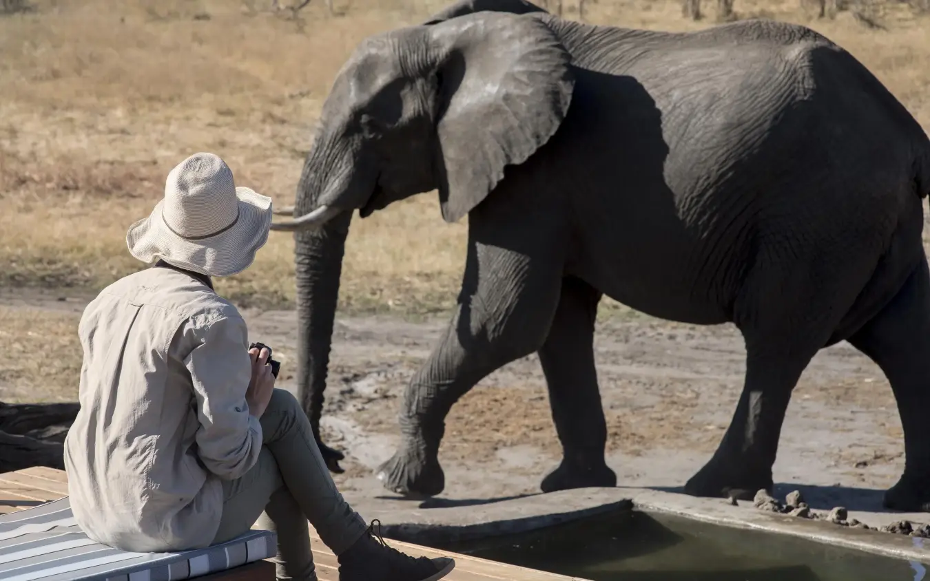 Safari guide interacting with elephant at waterhole, Somalisa Expeditions, Hwange National Park, Zimbabwe