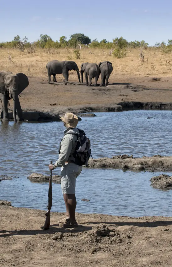Guides observe elephants drinking at waterhole during safari, Somalisa Expeditions, Hwange National Park, Zimbabwe