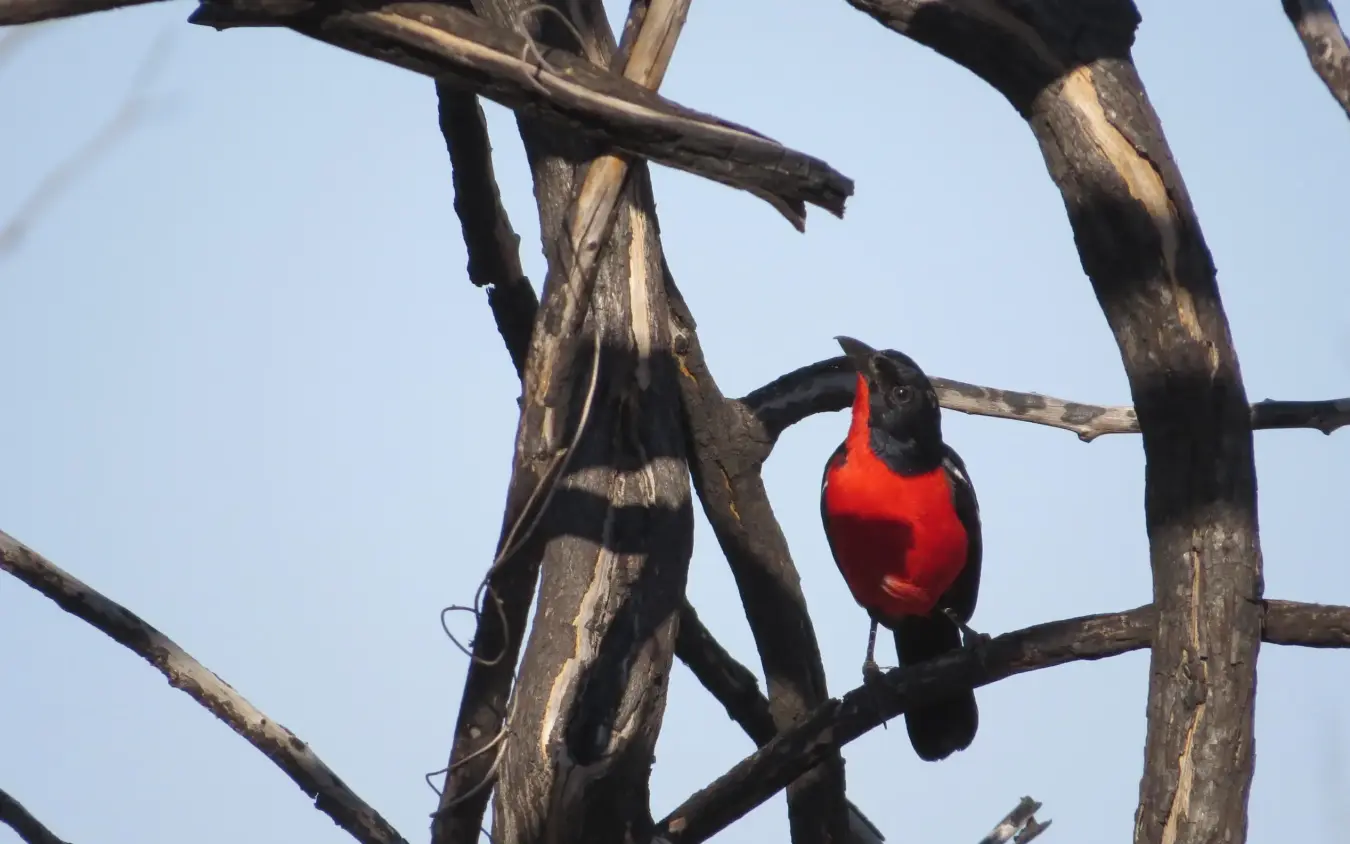 Scarlet-chested bird perched on bare branches, Somalisa Expeditions, Hwange National Park, Zimbabwe