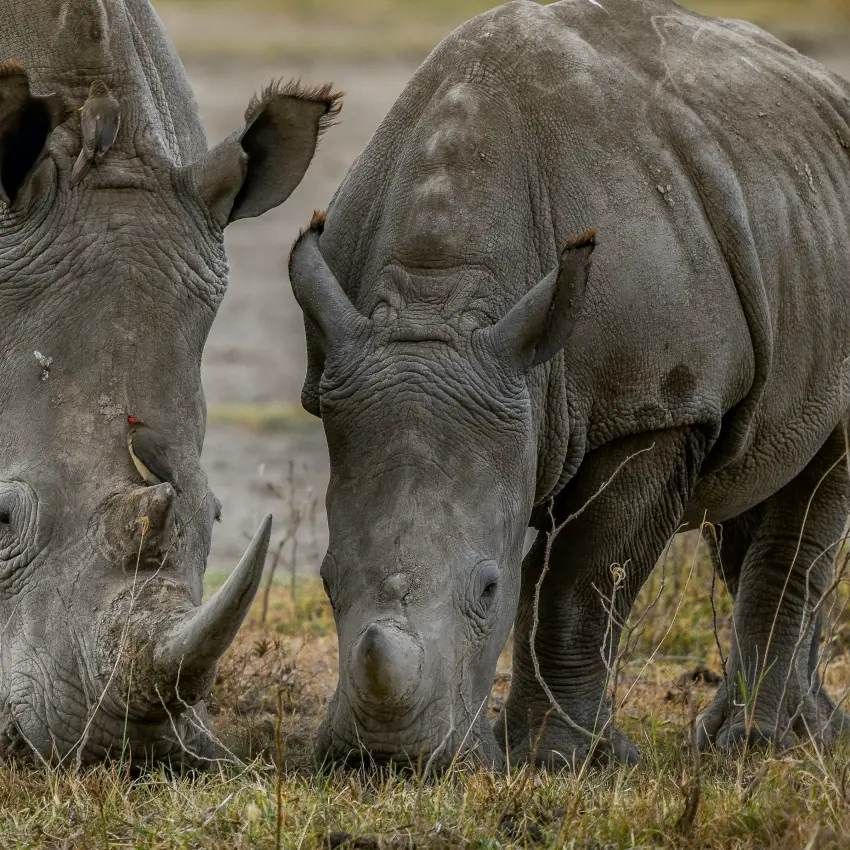 Three rhinoceroses grazing together in natural grassland