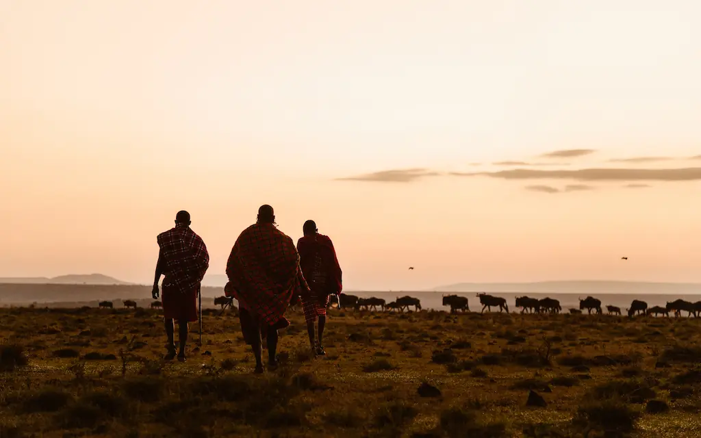 Guides walking through savanna at sunset with cattle herd