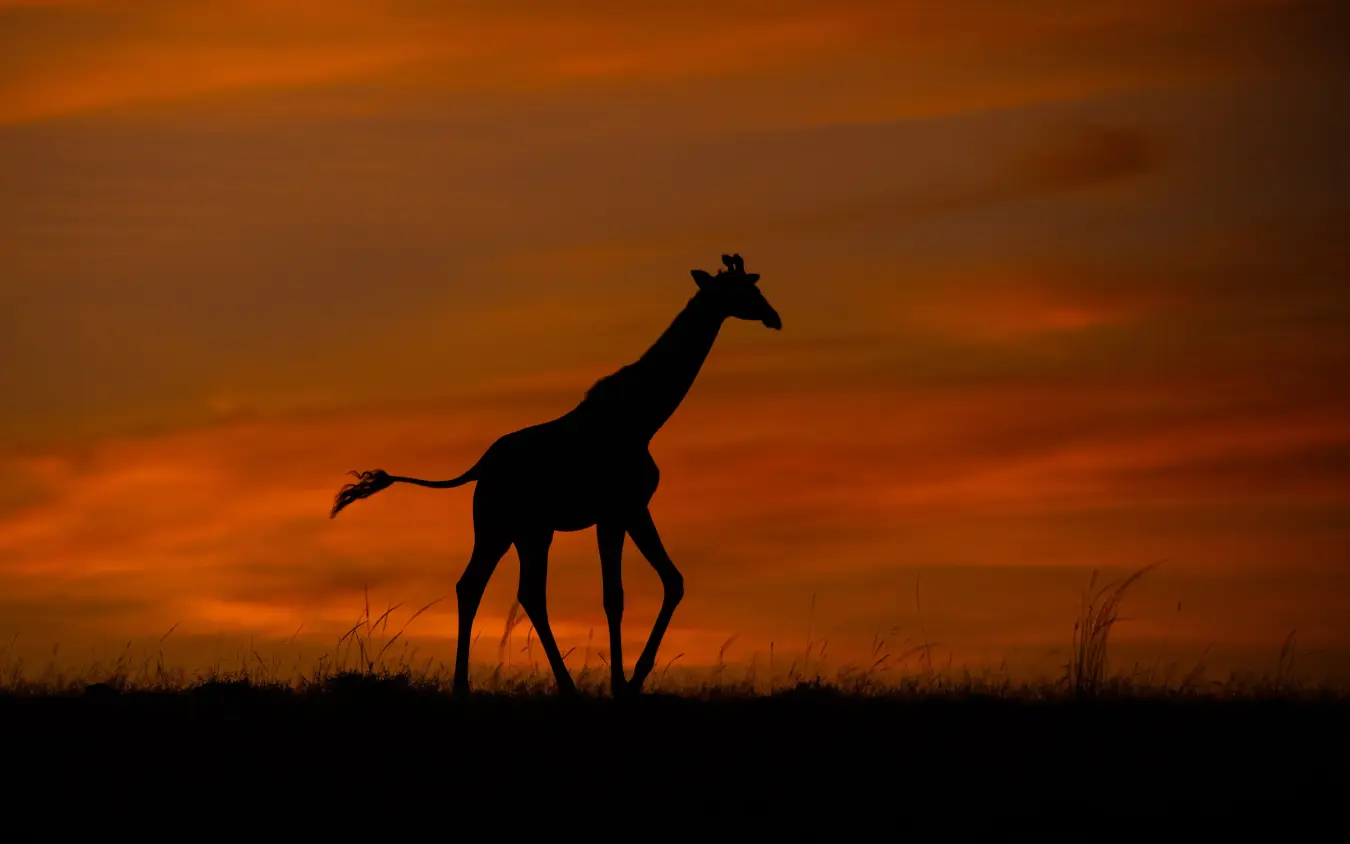 Giraffe silhouette walking across savanna at sunset, Speke’s Camp, Maasai Mara, Kenya