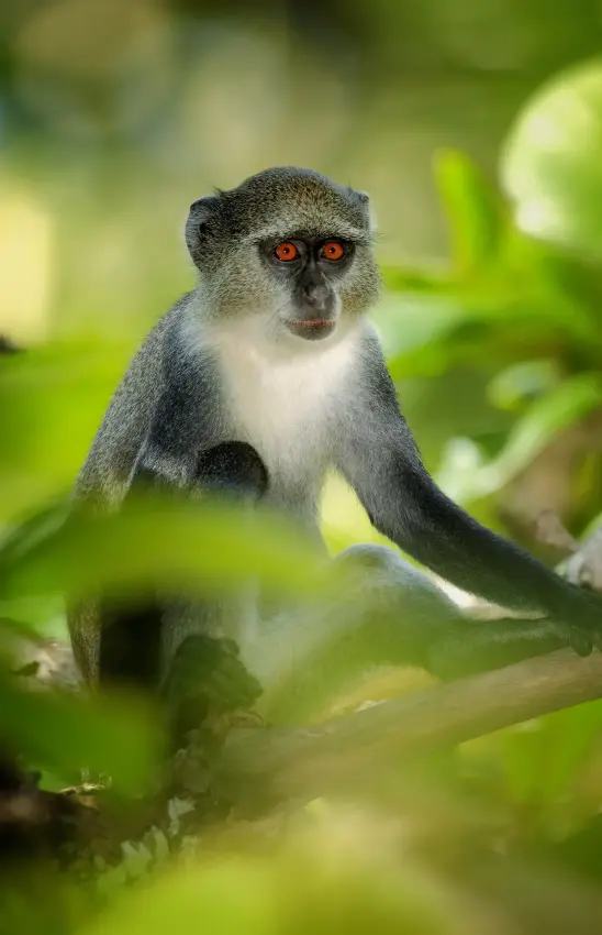 Small primate with orange eyes perched on branch