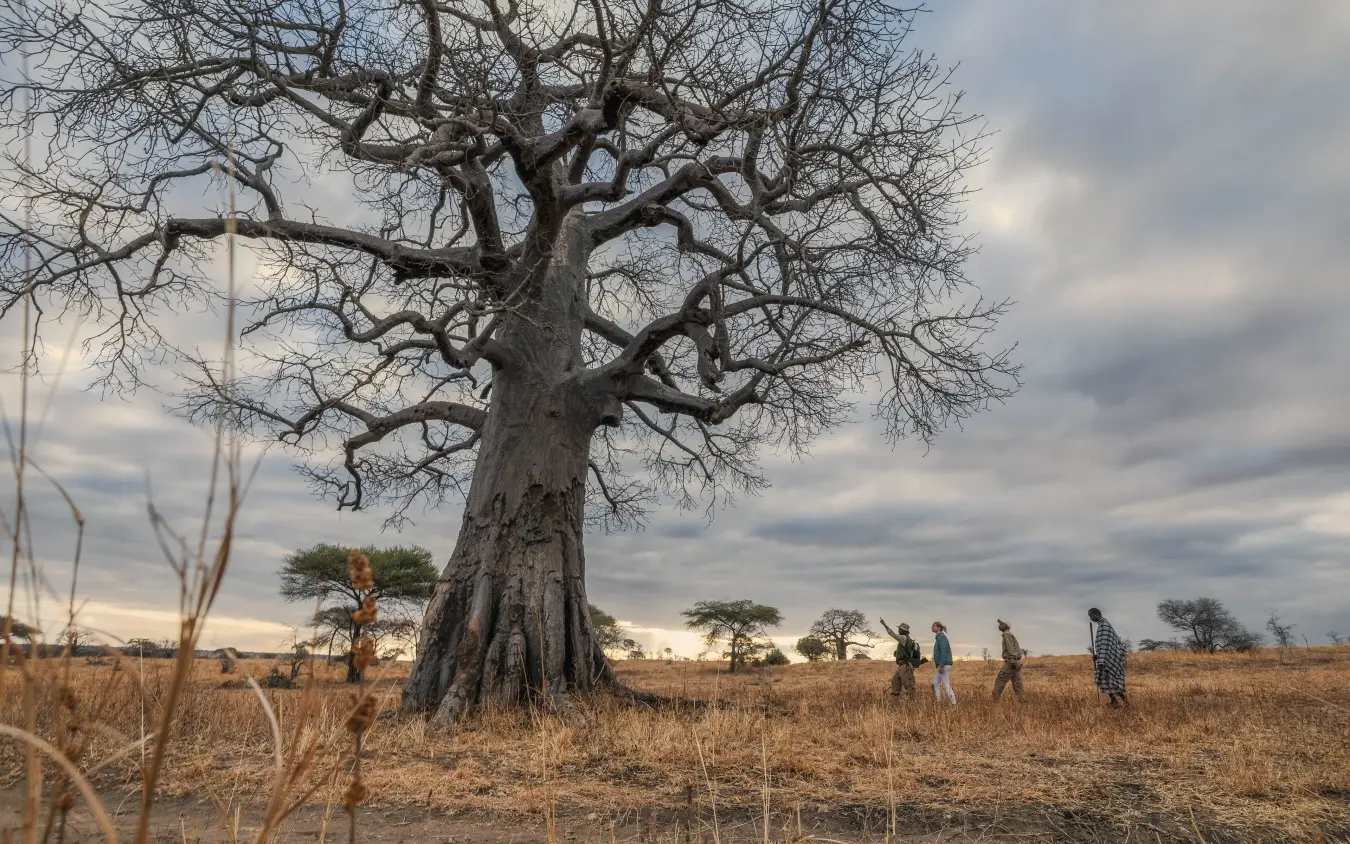 Baobab tree with guests walking in dry savanna grassland at sunset, Tarangire Treetops, Tarangire National Park, Tanzania