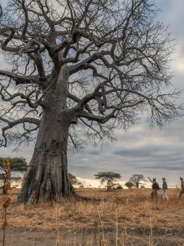 Baobab tree with guests walking in dry savanna grassland at sunset, Tarangire Treetops, Tarangire National Park, Tanzania