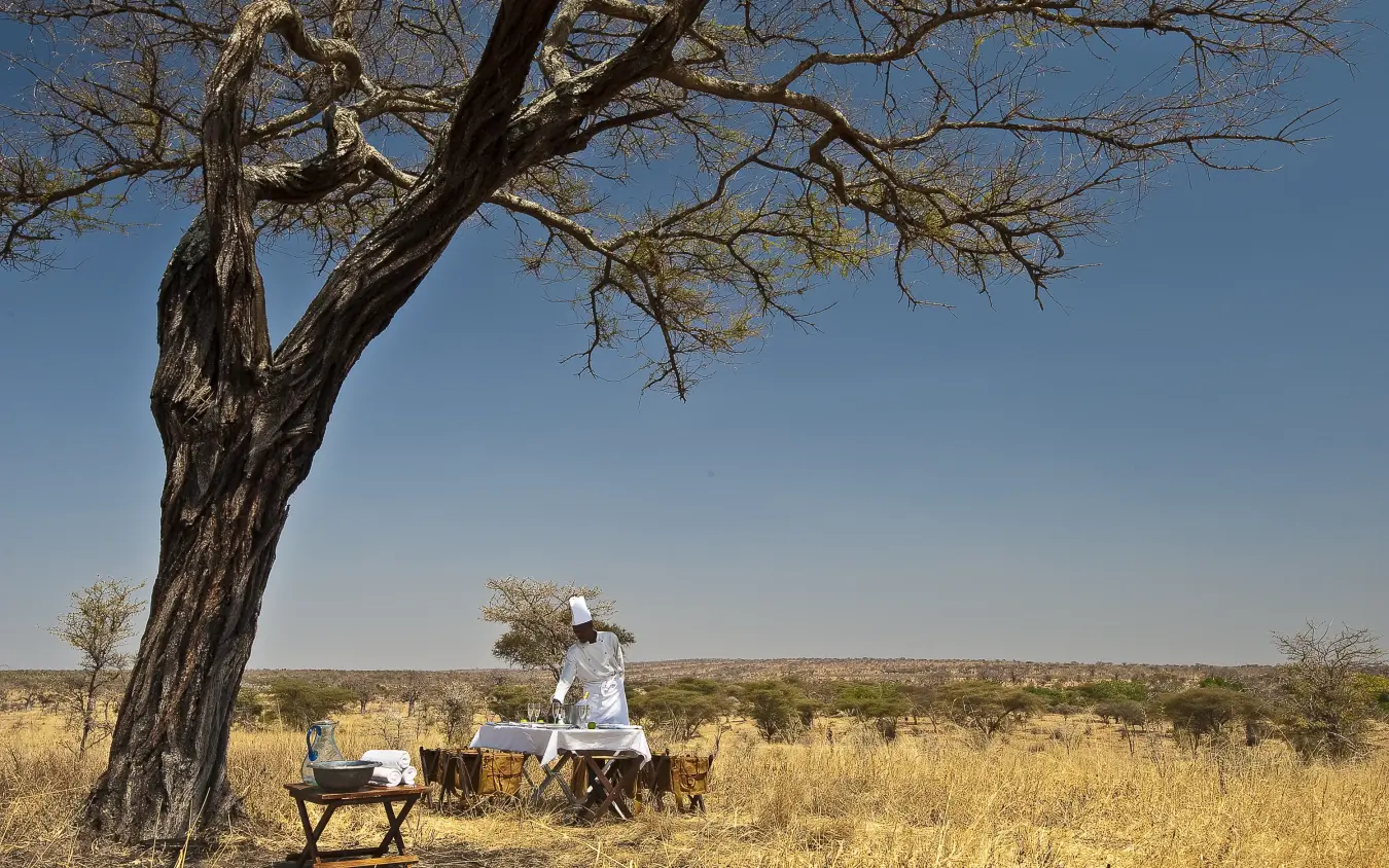 Guest dining under acacia tree in open savanna landscape, Tarangire Treetops, Tarangire National Park, Tanzania