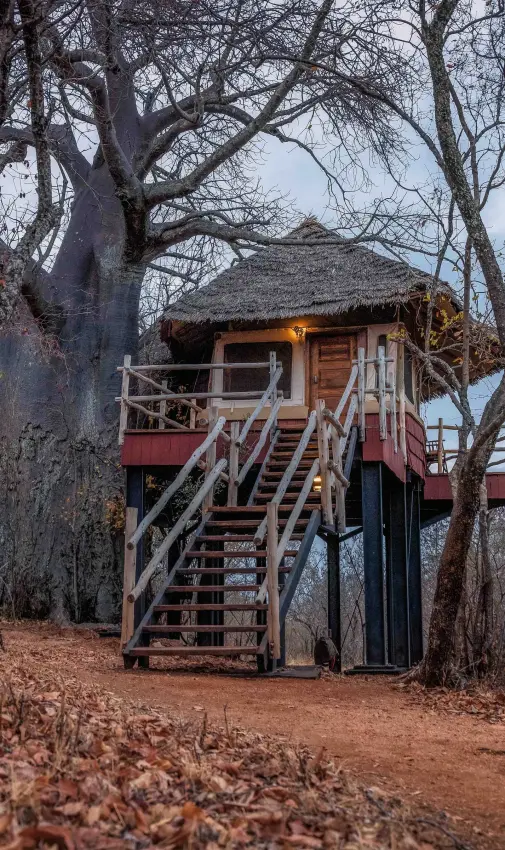 Elevated wooden lodge nestled among bare trees in dry woodland, Tarangire Treetops, Tarangire National Park, Tanzania