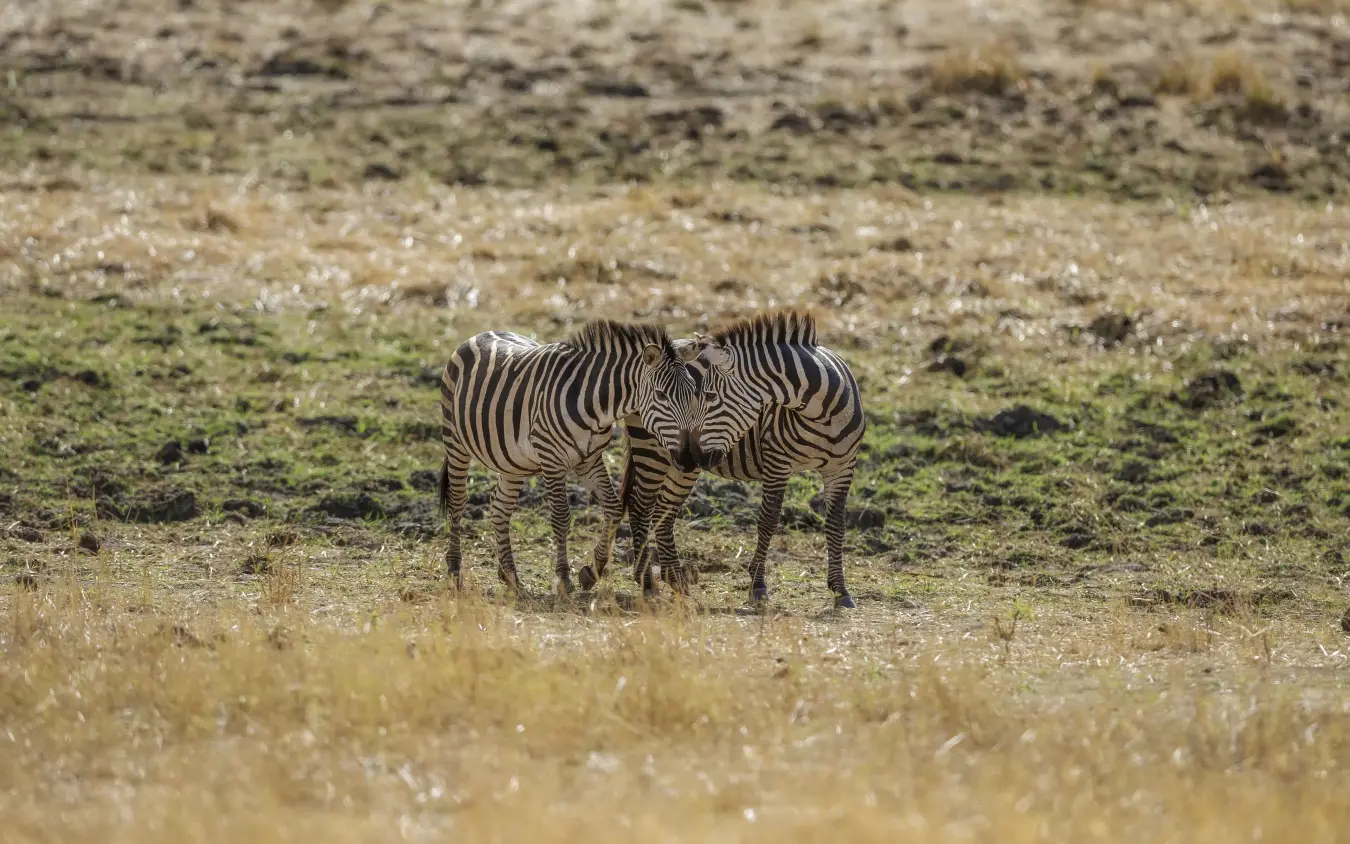 Three zebras at waterhole in arid landscape, Tarangire Treetops, Tarangire National Park, Tanzania