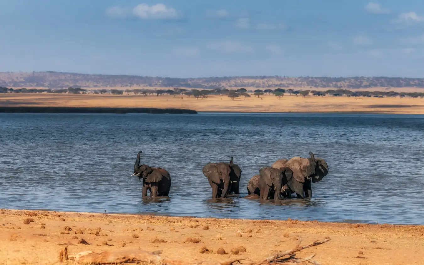 Elephant herd bathing in river with savanna landscape beyond, Tarangire Treetops, Tarangire National Park, Tanzania
