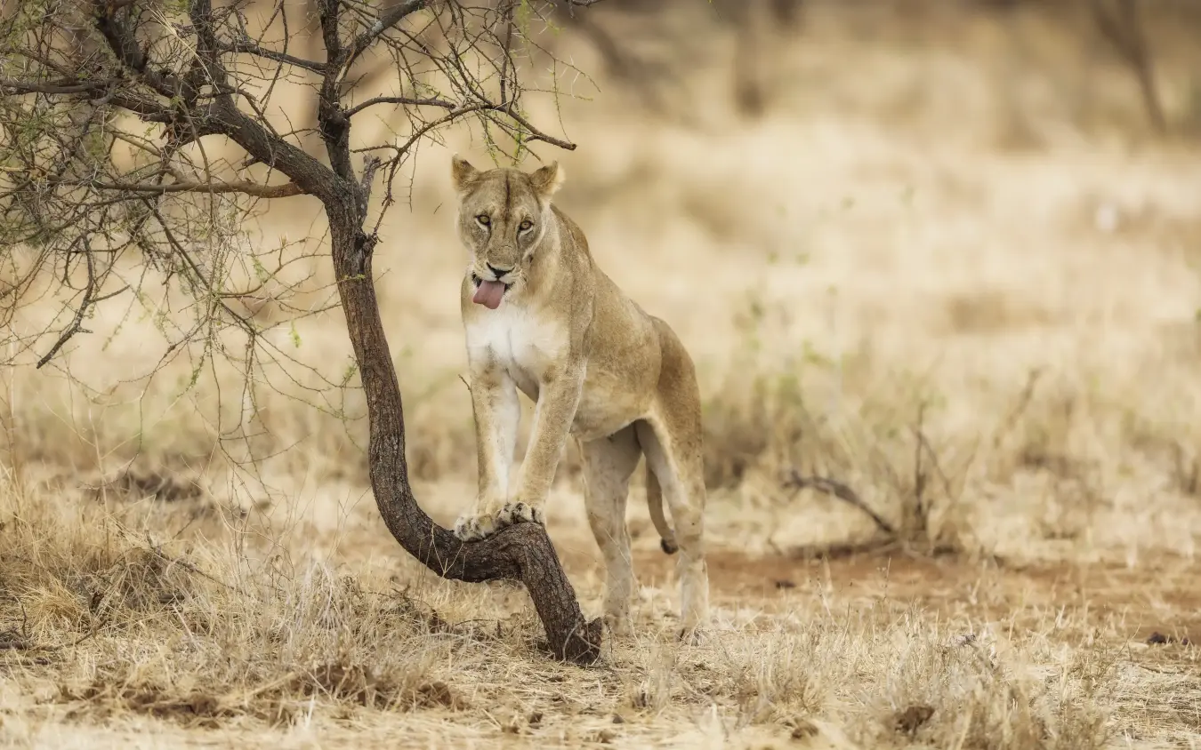 Lioness walking past acacia tree in arid savanna landscape, Tarangire Treetops, Tarangire National Park, Tanzania