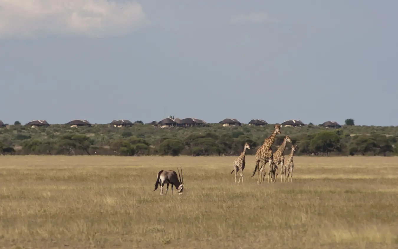 Giraffes and antelope grazing across golden savanna grassland, Tau Pan Camp, Central Kalahari, Botswana