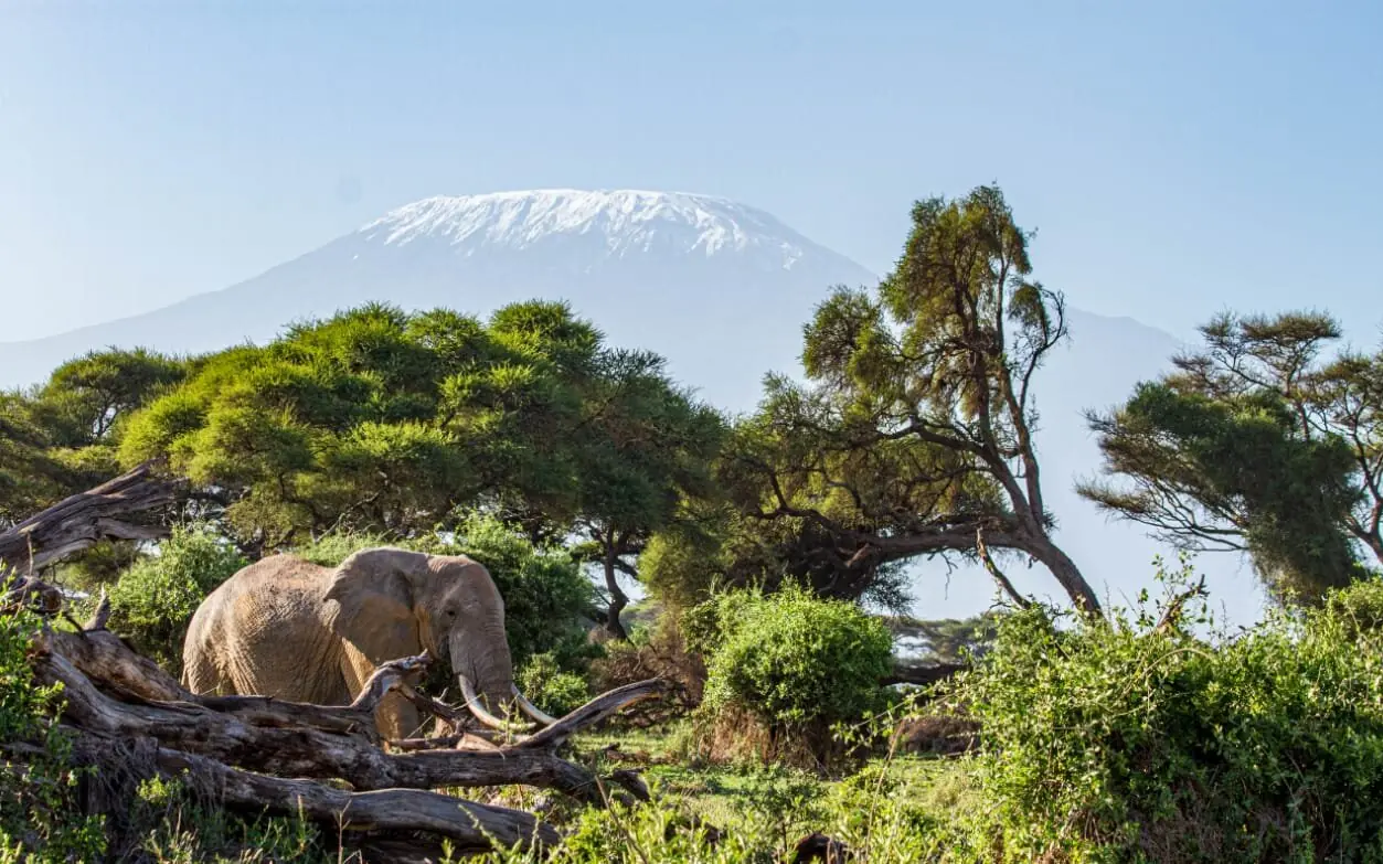 African elephant walking on fallen log with snow-capped mountain, Tawi Lodge, Amboseli and Chyulu Hills, Kenya
