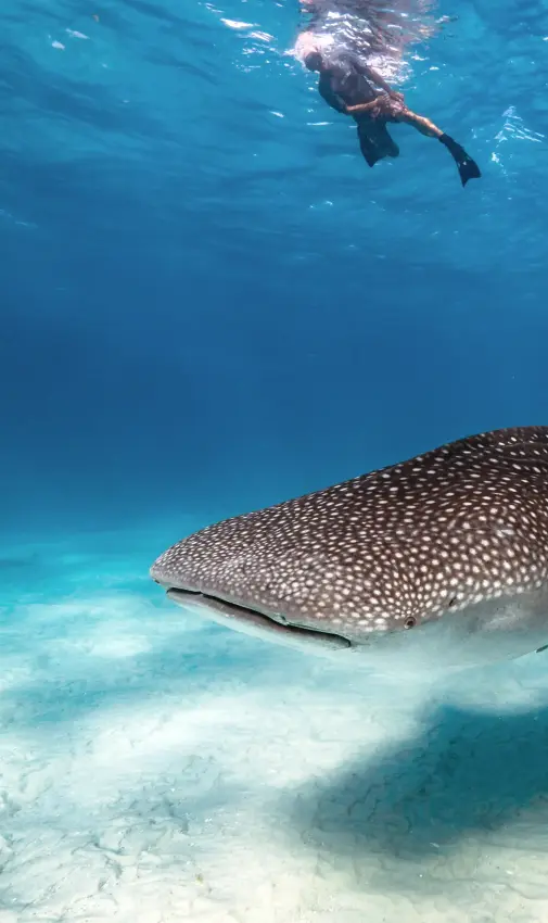 Snorkeler swimming alongside whale shark in shallow turquoise water, Mafia Archipelago, Tanzania