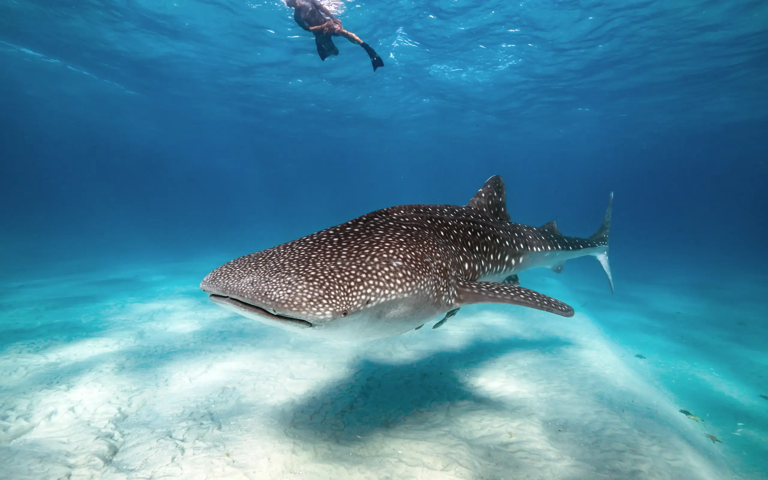 Snorkeler swimming alongside whale shark in shallow turquoise water, Thanda Island, Mafia Archipelago, Tanzania