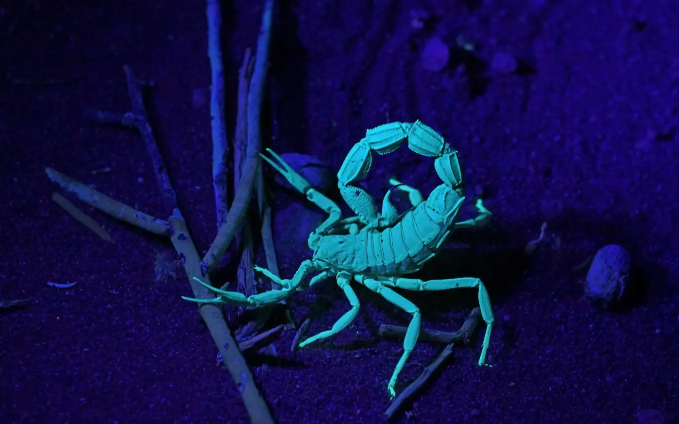 Scorpion glowing under ultraviolet light on desert ground, The Desert Grace, Sossusvlei, Namibia