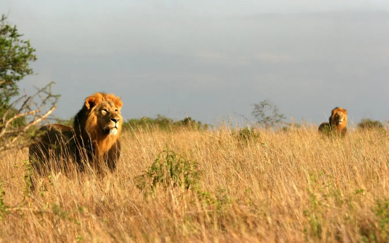 Lions walking through golden savanna grassland during safari, The Emakoko, Nairobi, Kenya
