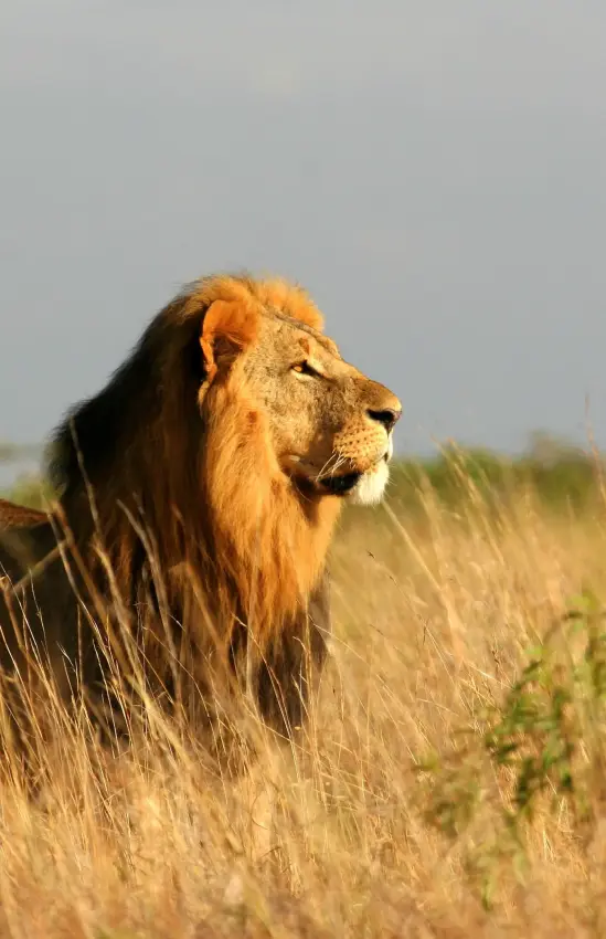 Male lion with dark mane standing in golden grassland, The Emakoko, Nairobi, Kenya
