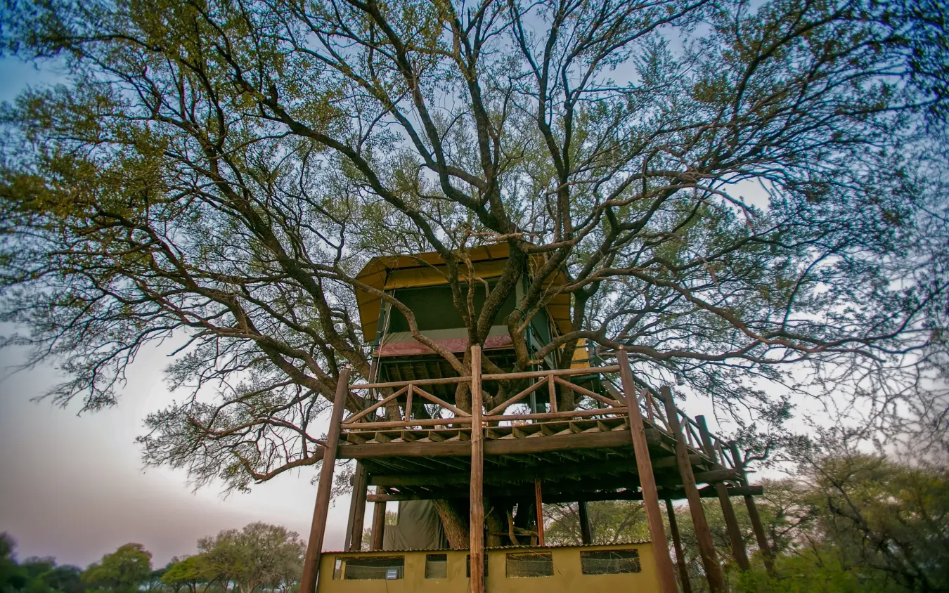 Elevated wooden observation platform nestled in bare tree branches at dusk, The Hide, Hwange National Park, Zimbabwe