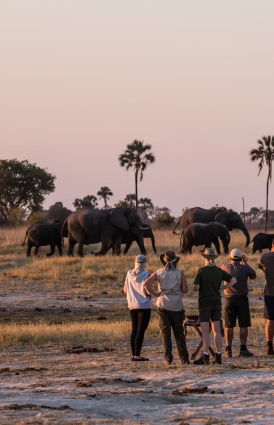Tourists watching elephant herd cross savanna at sunset near palm trees, The Hide, Hwange National Park, Zimbabwe