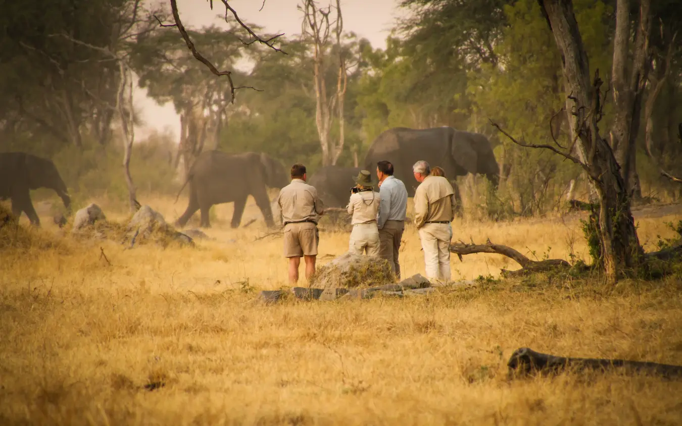 Walking safari group observing elephants in woodland savanna, The Hide, Hwange National Park, Zimbabwe