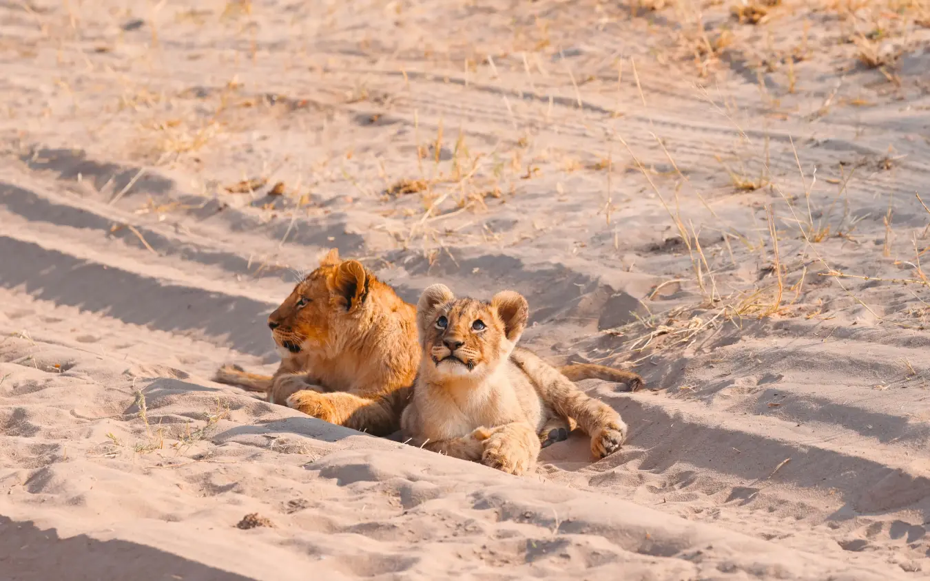 Lion cubs resting together on sandy ground with dry grass, The Hide, Hwange National Park, Zimbabwe