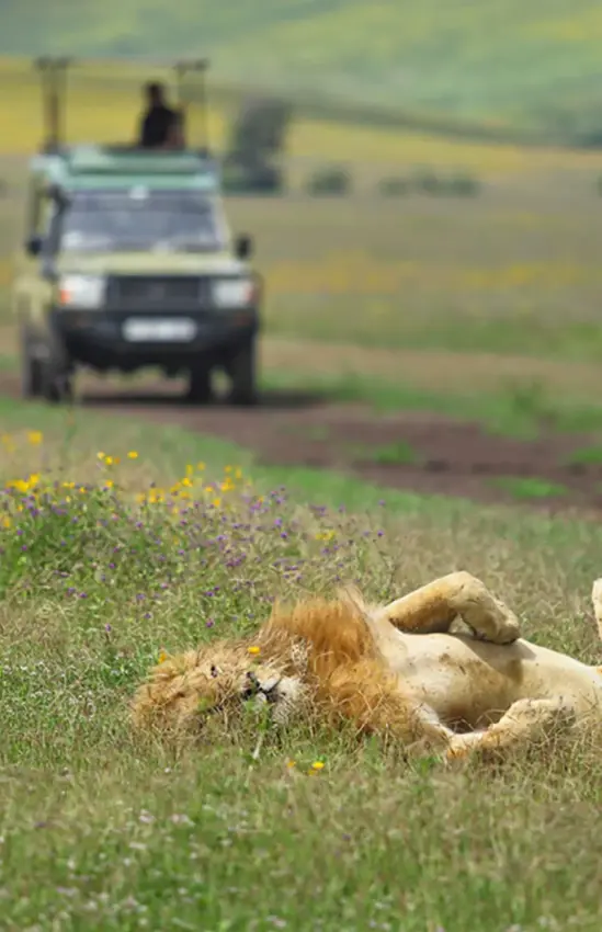 Lion resting in grassland with safari vehicle approaching, The Highlands, Ngorongoro Crater, Tanzania