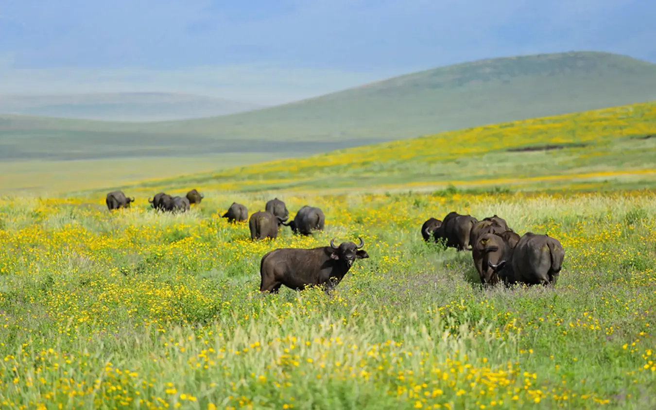Herd of buffalo grazing in wildflower meadow with mountains, The Highlands, Ngorongoro Crater, Tanzania