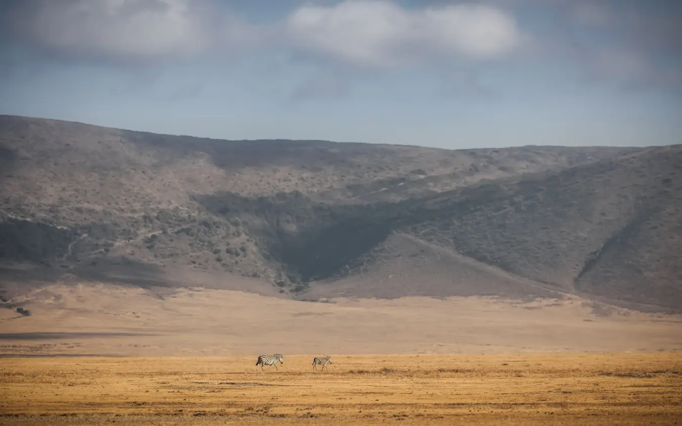 Zebras grazing on arid plain with volcanic crater mountains beyond, The Manor at Ngorongoro, Ngorongoro Crater, Tanzania