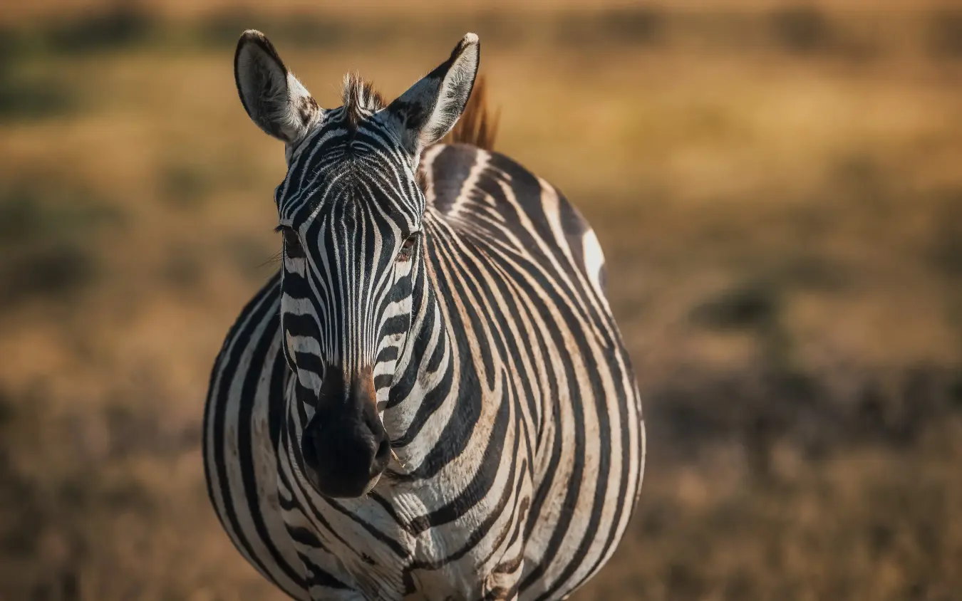 Young zebra standing in arid grassland facing camera, The Manor at Ngorongoro, Ngorongoro Crater, Tanzania