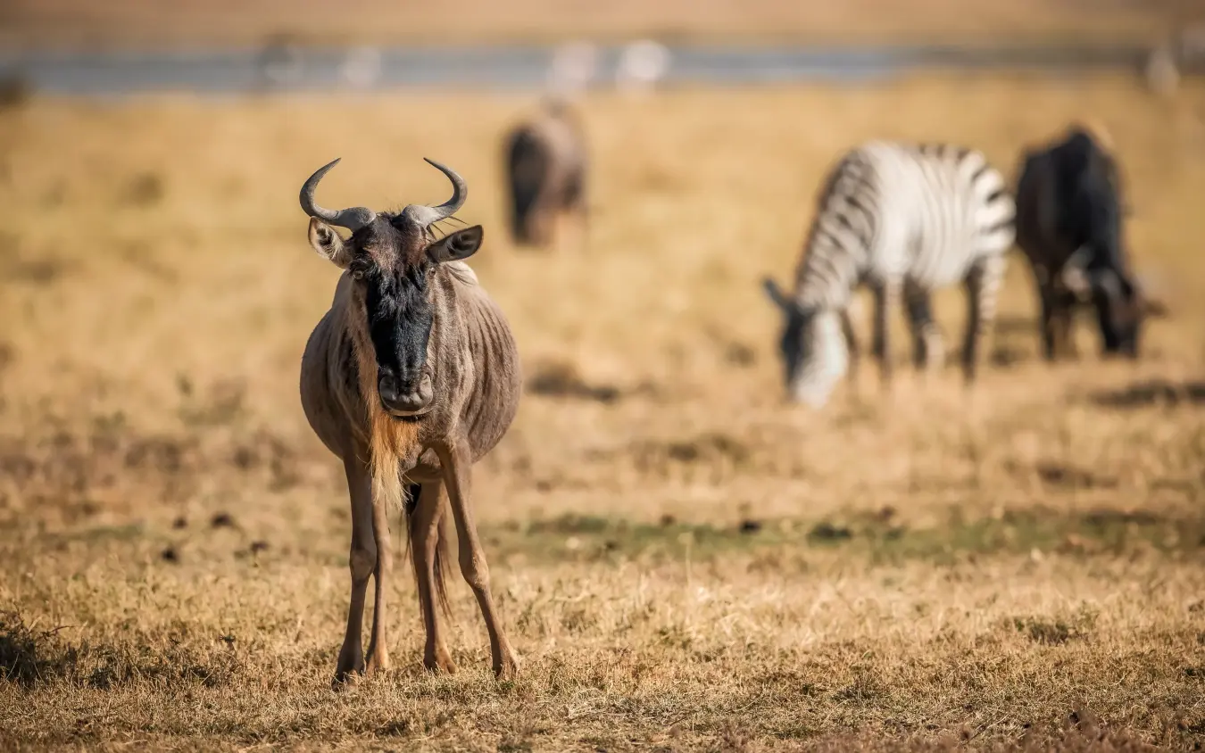 Wildebeest herd grazing on arid savanna grassland, The Manor at Ngorongoro, Ngorongoro Crater, Tanzania