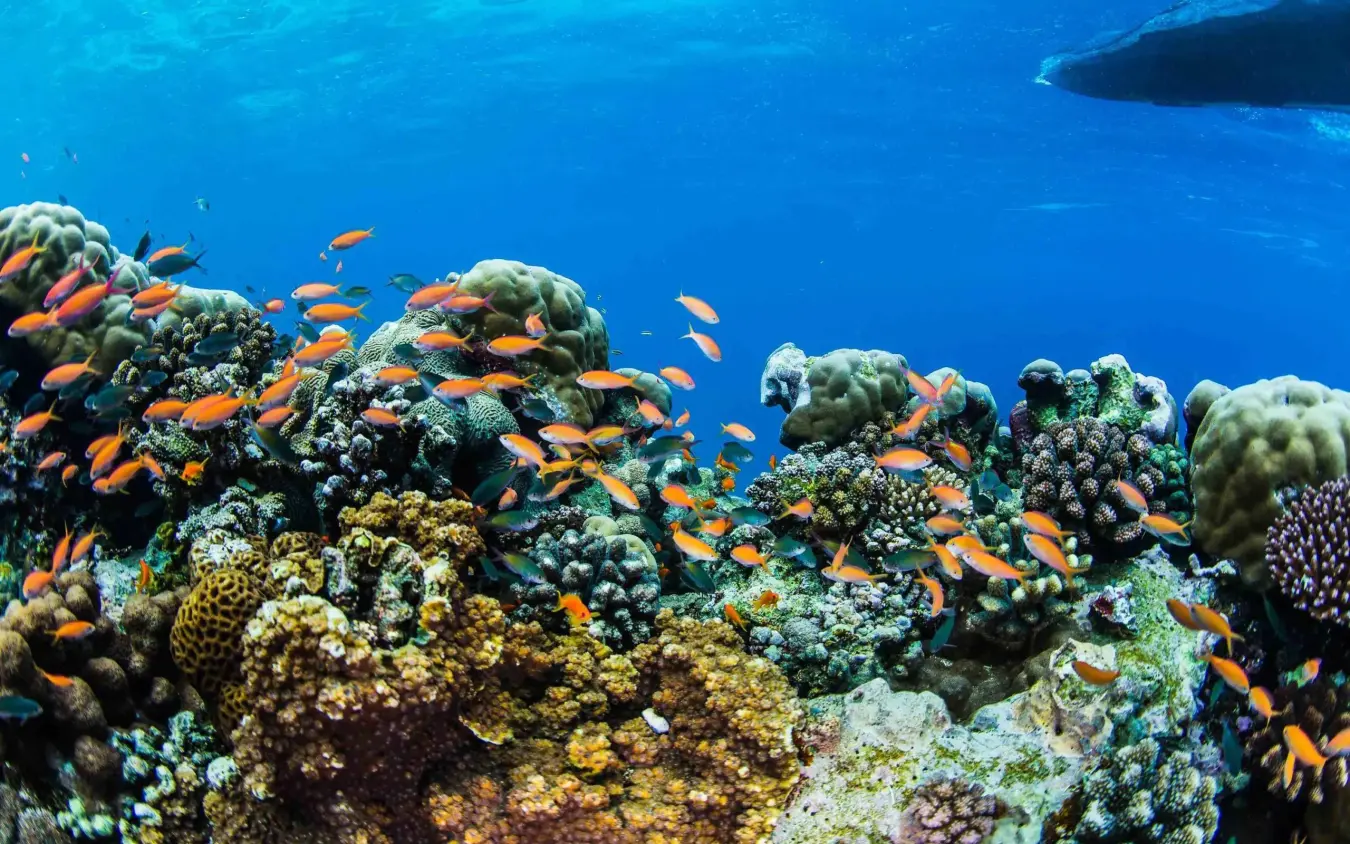 Vibrant coral reef with schools of orange fish swimming, The Manta Resort, Zanzibar & Pemba, Tanzania