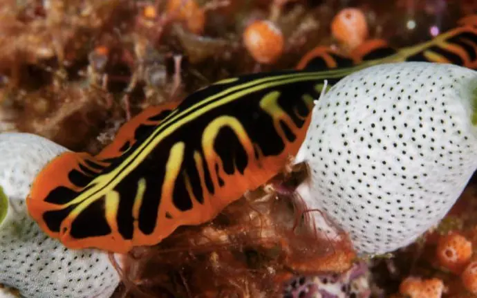 Colorful nudibranch and white sea slugs on coral reef, The Manta Resort, Zanzibar & Pemba, Tanzania