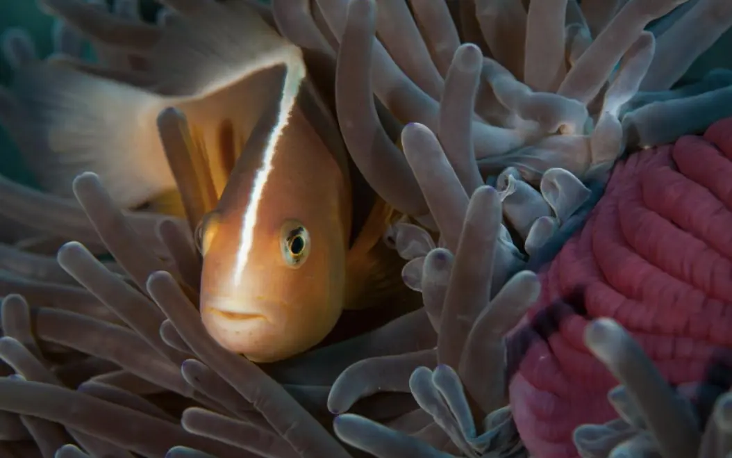 Clownfish nestled within host anemone tentacles underwater, The Manta Resort, Zanzibar & Pemba, Tanzania