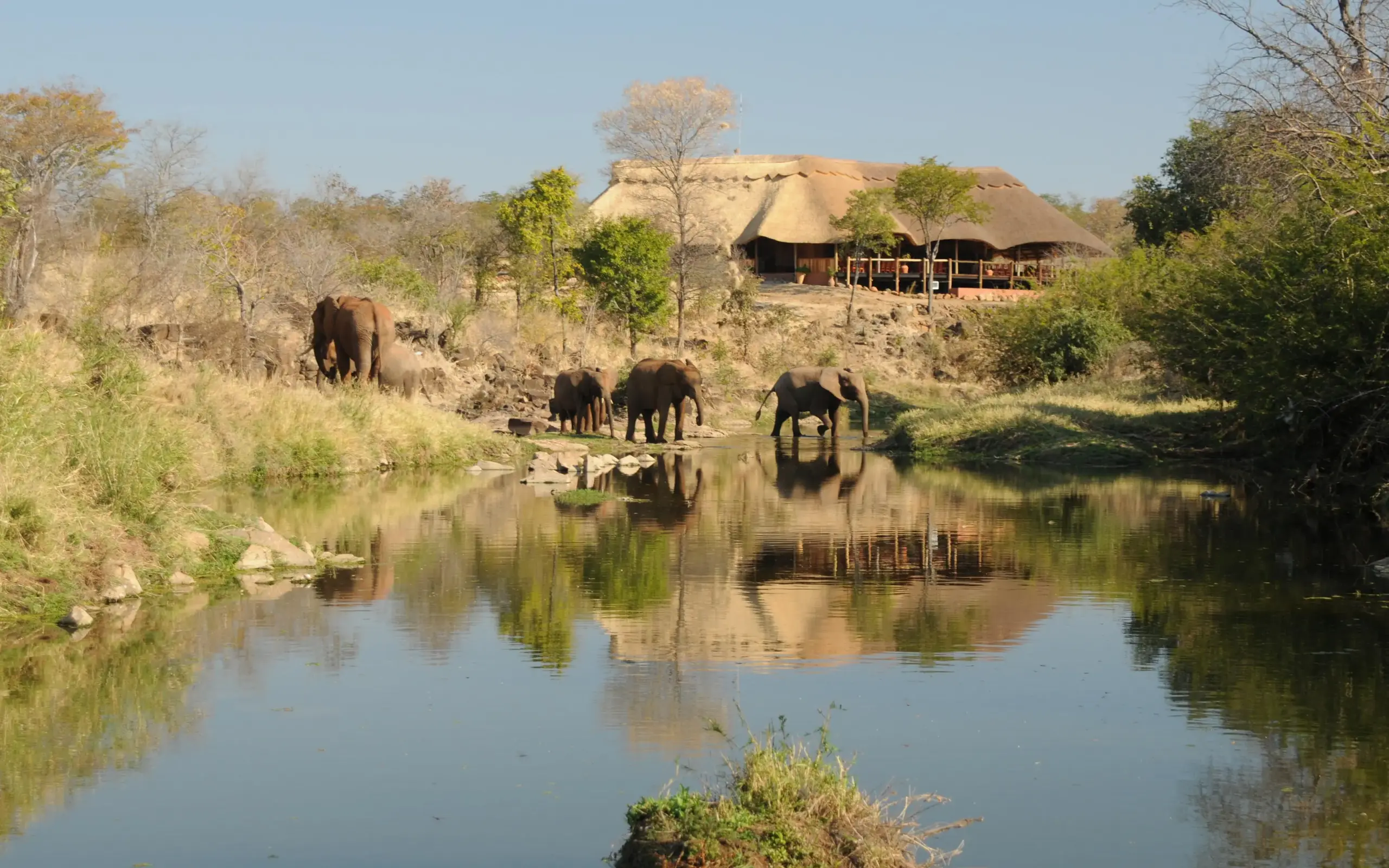 Elephants drinking at waterhole with lodge in background, The Wallow Lodge, Hwange National Park, Zimbabwe