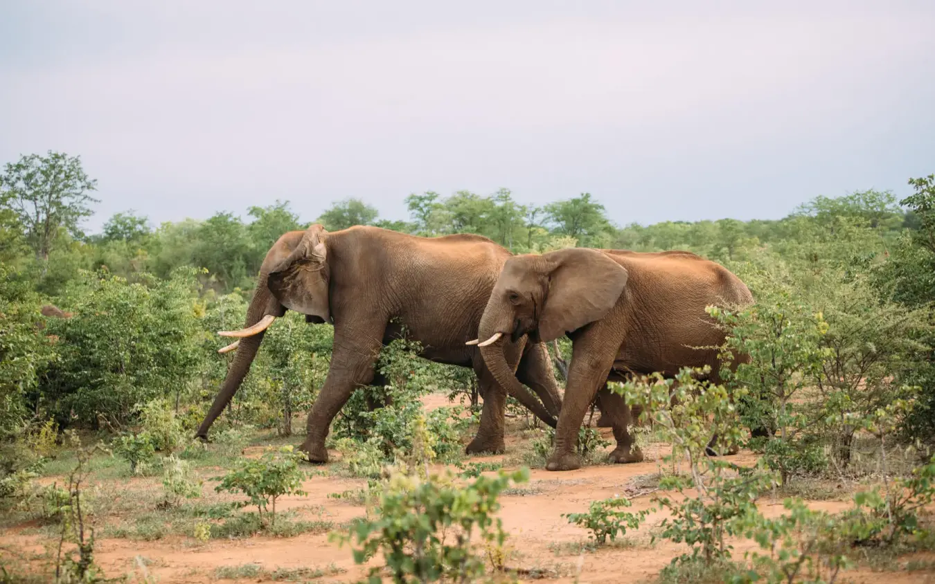 Two elephants walking through savanna bush landscape, The Wallow Lodge, Hwange National Park, Zimbabwe