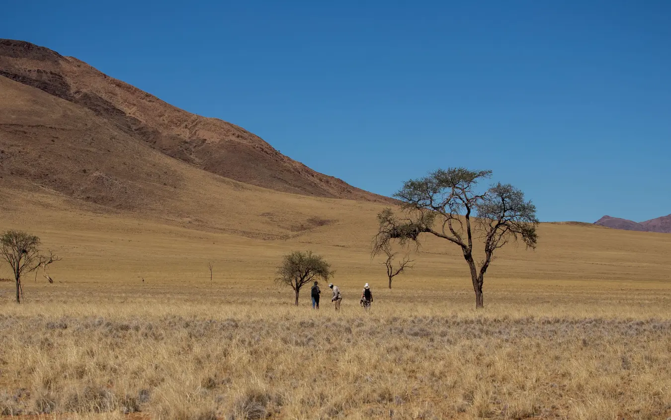 Hikers walking across arid grassland with scattered trees, Tok Tokkie Trails, NamibRand Private Reserve, Namibia