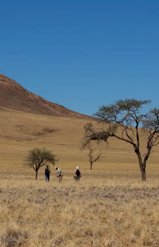 Hikers walking across arid grassland with scattered trees, Tok Tokkie Trails, NamibRand Private Reserve, Namibia