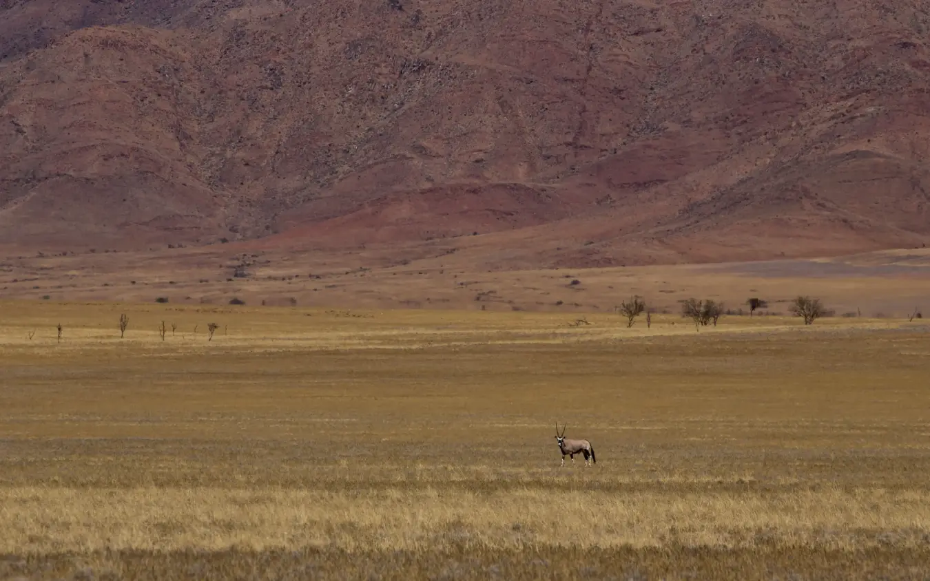 Oryx antelope walking across arid desert plain with mountains, Tok Tokkie Trails, NamibRand Private Reserve, Namibia