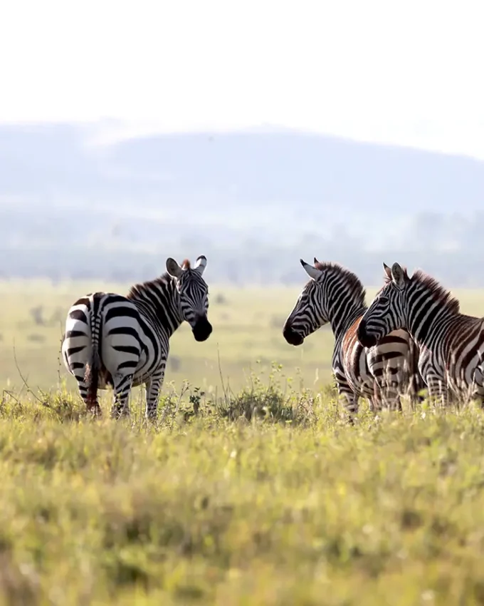 Zebra family herd grazing in open grassland savanna, Northern Kenya, Kenya