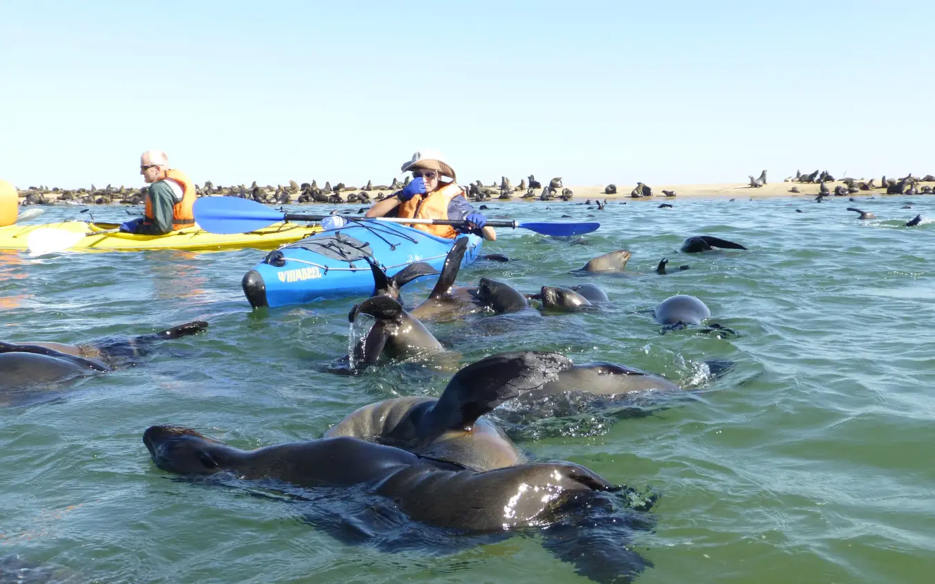 Tourists in kayaks surrounded by dolphins in shallow water, Swakopmund, Namibia