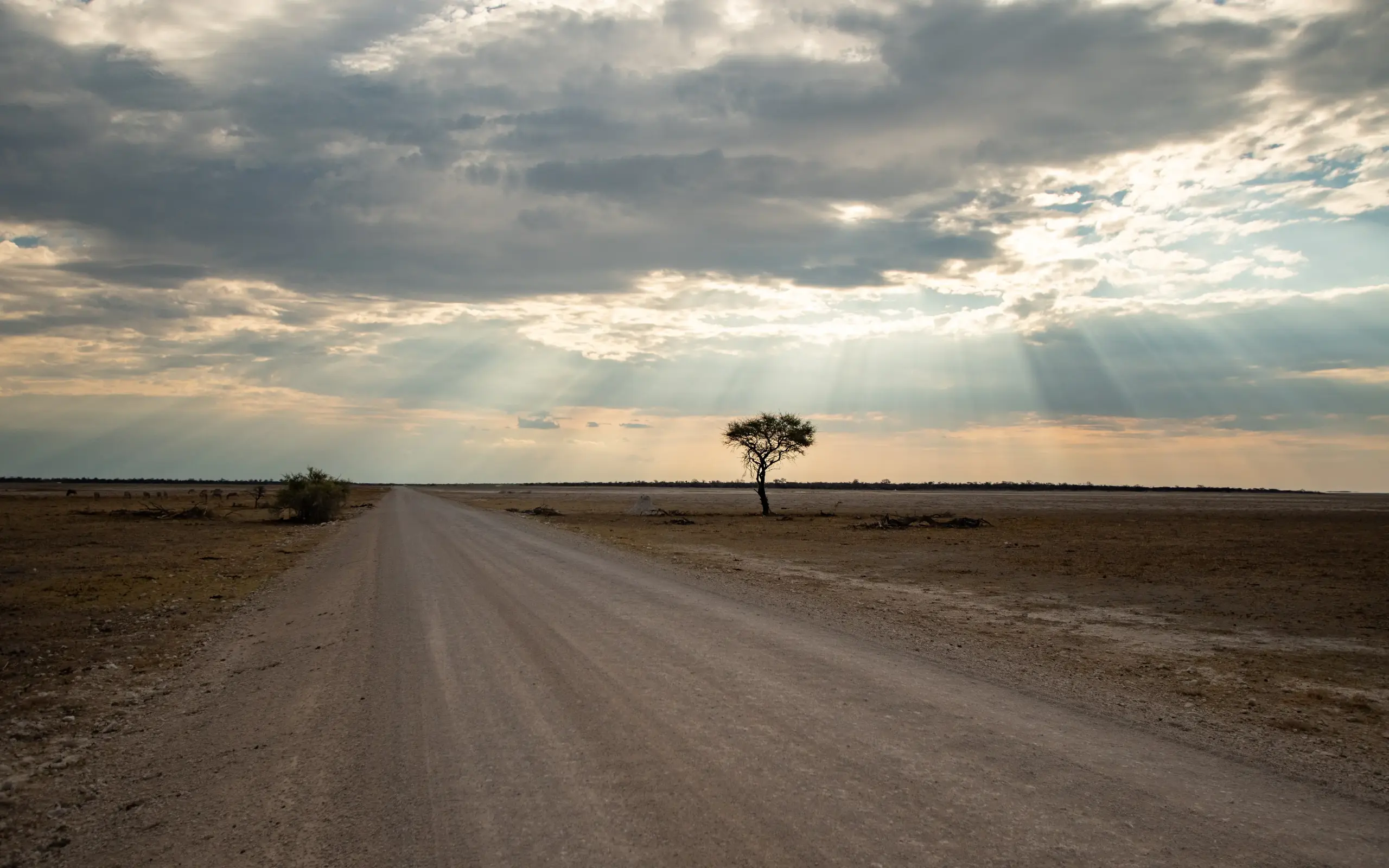 Dirt road stretching across flat savanna with solitary acacia tree, Namibia